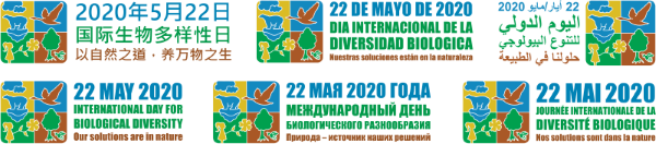 IDB2020 logo (6 UN languages)