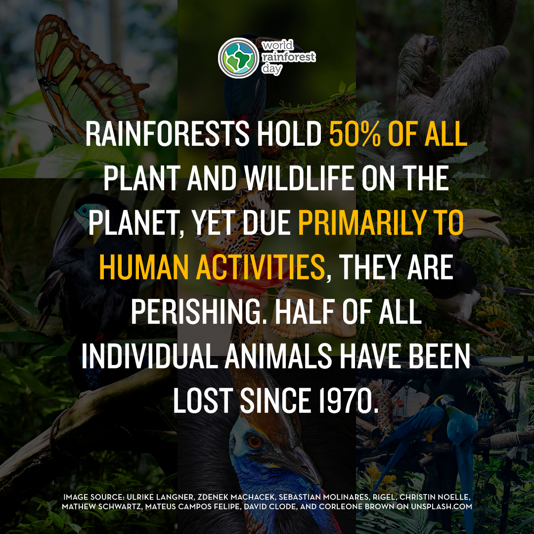 World Rainforest Day 3