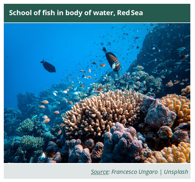 School of fish in body of water, Red Sea - Francesco Ungaro | Unsplash
