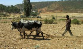 Bauer Ethiopia Plough