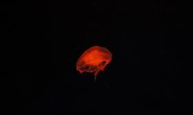 Jellyfish Water Fish