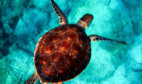 Sea Turtle Diving 