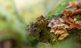 Fungi in a forest