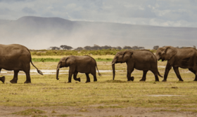 elephant family
