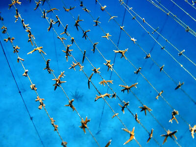 Close-up of coral fragments attached to rope nursery systems adapted to local Pacific conditions. / Photo: Corales de Paz