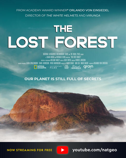 IDB 2020 Lost Forest Poster