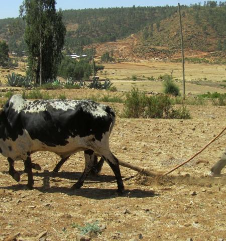 Food systems depend on biodiversity and ecosystem services