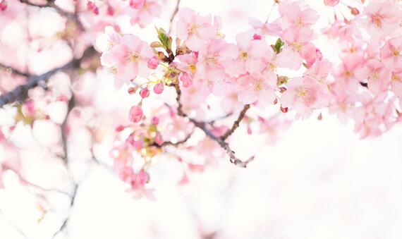 masaaki-komori-_sbecwyjwcq-unsplash.jpg