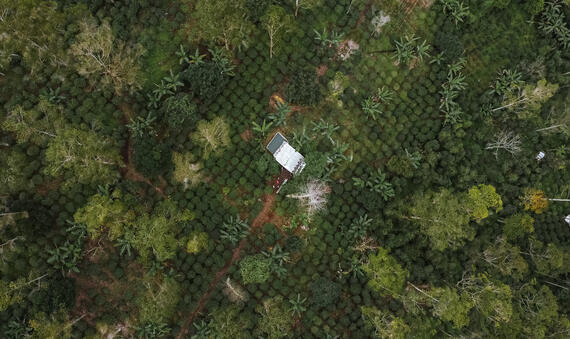 Agroforestry in Indonesia 