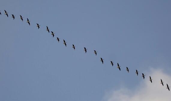 Geese 1