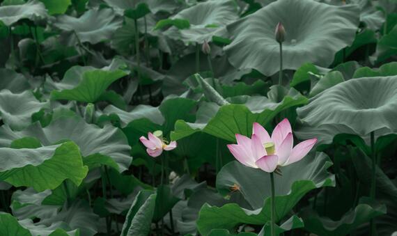 Pink Lotus 1