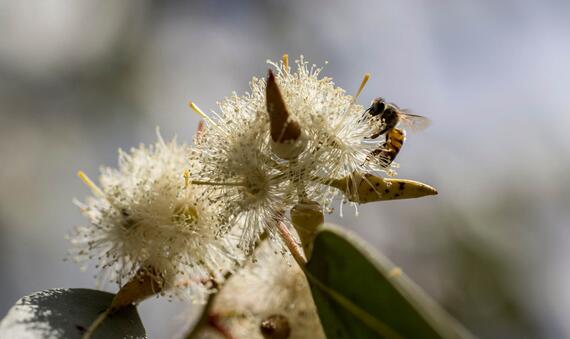 Bee Day 2025