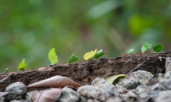 Ants 1 