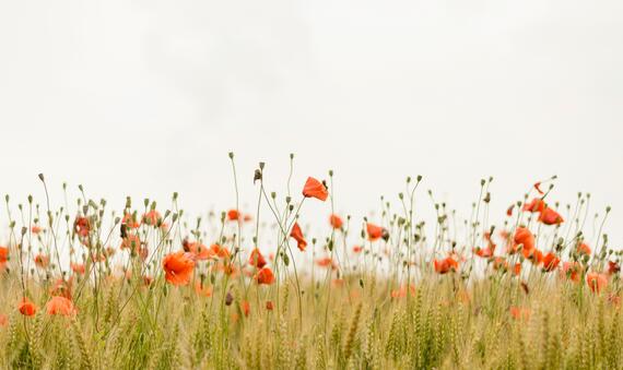 Orange Flowers 1