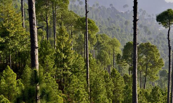 Forest 1
