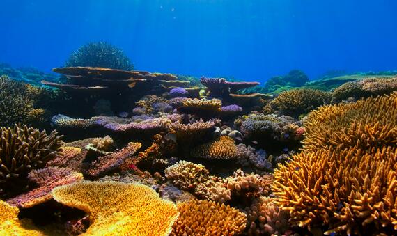 Coral Reef 1