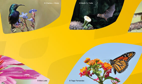 IPI Banner