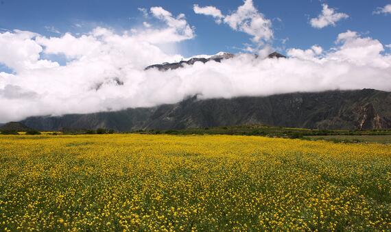 Field of yellow flowers with mountains and clouds