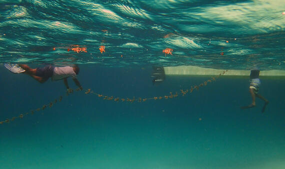 Moviendo cuerdas para trasplante