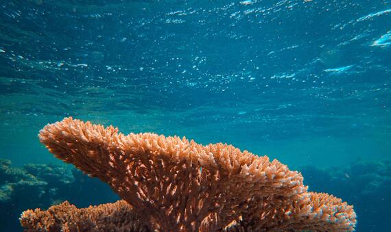 Coral reef underwater