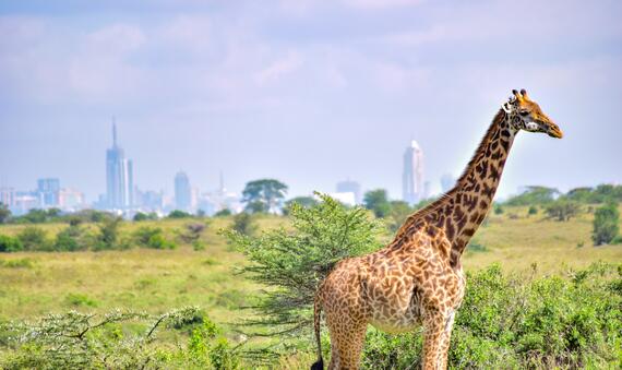 Giraffe 1