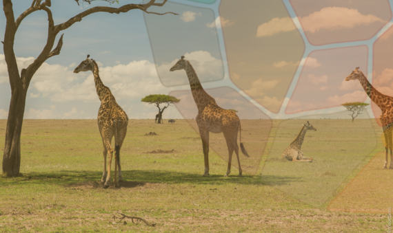 KMGBF Giraffes 